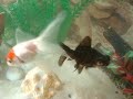 Espetacular Oceanário de Mônaco. 