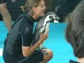 Penguins Penguins