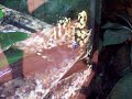 Poison Frogs Poison Frogs
