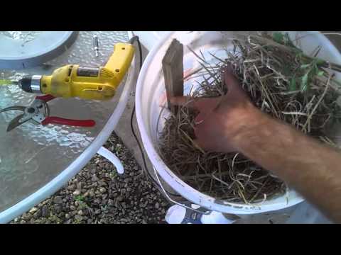 how to harvest kale seeds