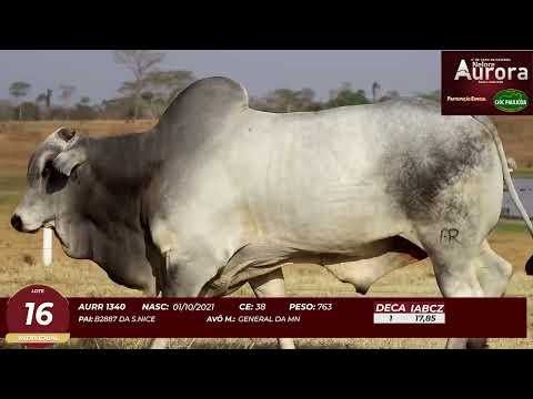 4� De Olho na Fazenda - NELORE AURORA participa��o Chico Paulic�ia