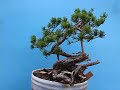 Pinus mugo Pinus mugo