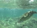 Green Sea Turtle, Tunnels Reef, Kauai, Hawaii HI Green Sea Turtle, Tunnels Reef, Kauai, Hawaii HI