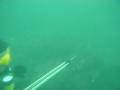 Spearfishing for Black Rockfish