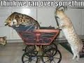 FuNnY kItTyS!