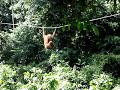 SEPILOK ORANGUTAN REHABILITATION CENTRE BORNEO 07