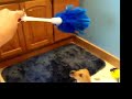 Molly Brown vs Feather Duster