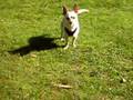 videos de Spike beim spielen