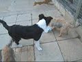 ZEB and KAYLEE PLAYING