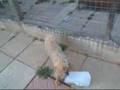 ZEB and KAYLEE PLAYING