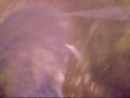 videos de Adolfosee,Heinsberg