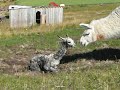 Manna - Baby Llama a Few Minutes Old