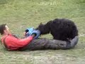 Bouvier des flandres Tsar de la Saulaie Maraiche