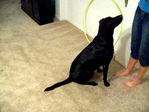 Black Lab Dog Tricks
