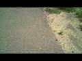 Clycling - New Mexico (Before the Flat)