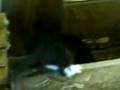 bongo petit chat