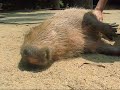 Touching Capybaras 2