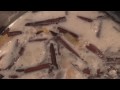 EL COCINERO FIEL # 135 - CREMA CATALANA (BITÁCORAS 2009)