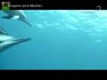 Luisa Mell - Especial Fernando de Noronha