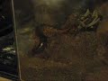 Vietnamese Centipede digging