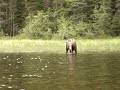 Moose Bowron Lake Canoe Circuit British Columbia