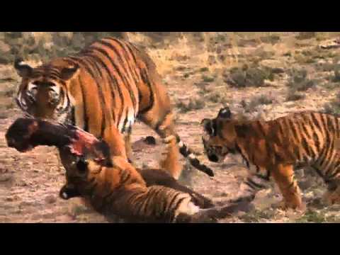 tiger lions