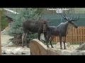This moose loves ... a statue?