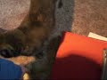 Momma Kitty Fetching