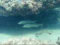 Florida Spearfishing and Freediving