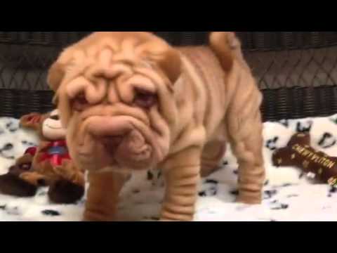 Wrinkles for days! Handsome Ore Pei puppy