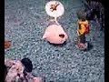 Poop Koromon Poop! Poop Koromon Poop!