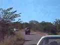 More Elephants 