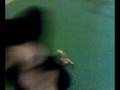 crazydance