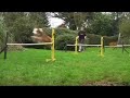 Rum - agility training - 14 months