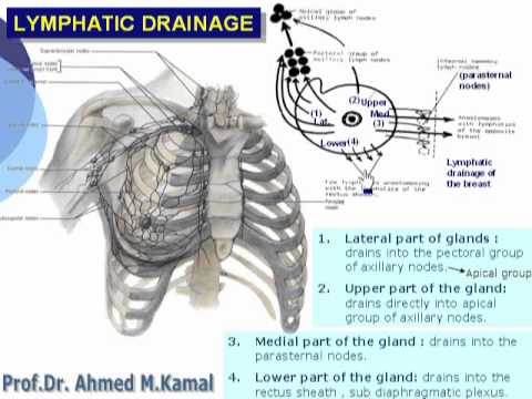 how to drain lymph nodes in breast