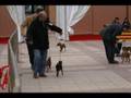 Exposicion Canina Zaragoza 2008, Mini Pinschers