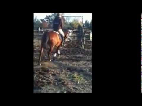 horses grand national