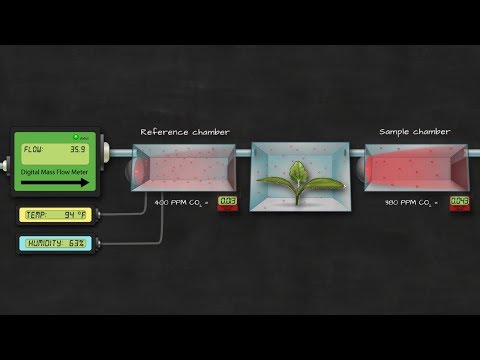 how to measure photosynthesis