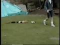 Já viu uma cobra... Ver Video