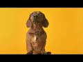 Pedigree Commercial- anti-Dachsund