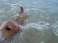 KJ swimming in 浪茄