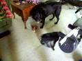 videos de Paisley and Spooky