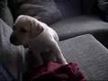 Barkley As a Puppy