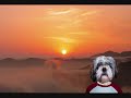 \"CIAK  DOG TOURIST \" vacanza funny AMATORIAL VIDEO Shitzu