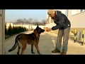 videos de Malinois la Scoala de dresaj