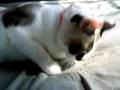 Catnip