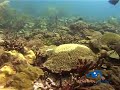 Beautiful Oceans - Damselfish defending little algae patch
