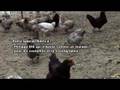 Desmo  -  Petite Poule