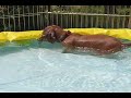$10 pool fun $10 pool fun