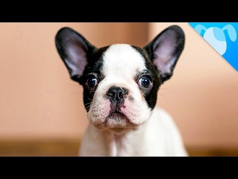 how to care french bulldog